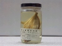 藏品(六帶鰺)的圖片